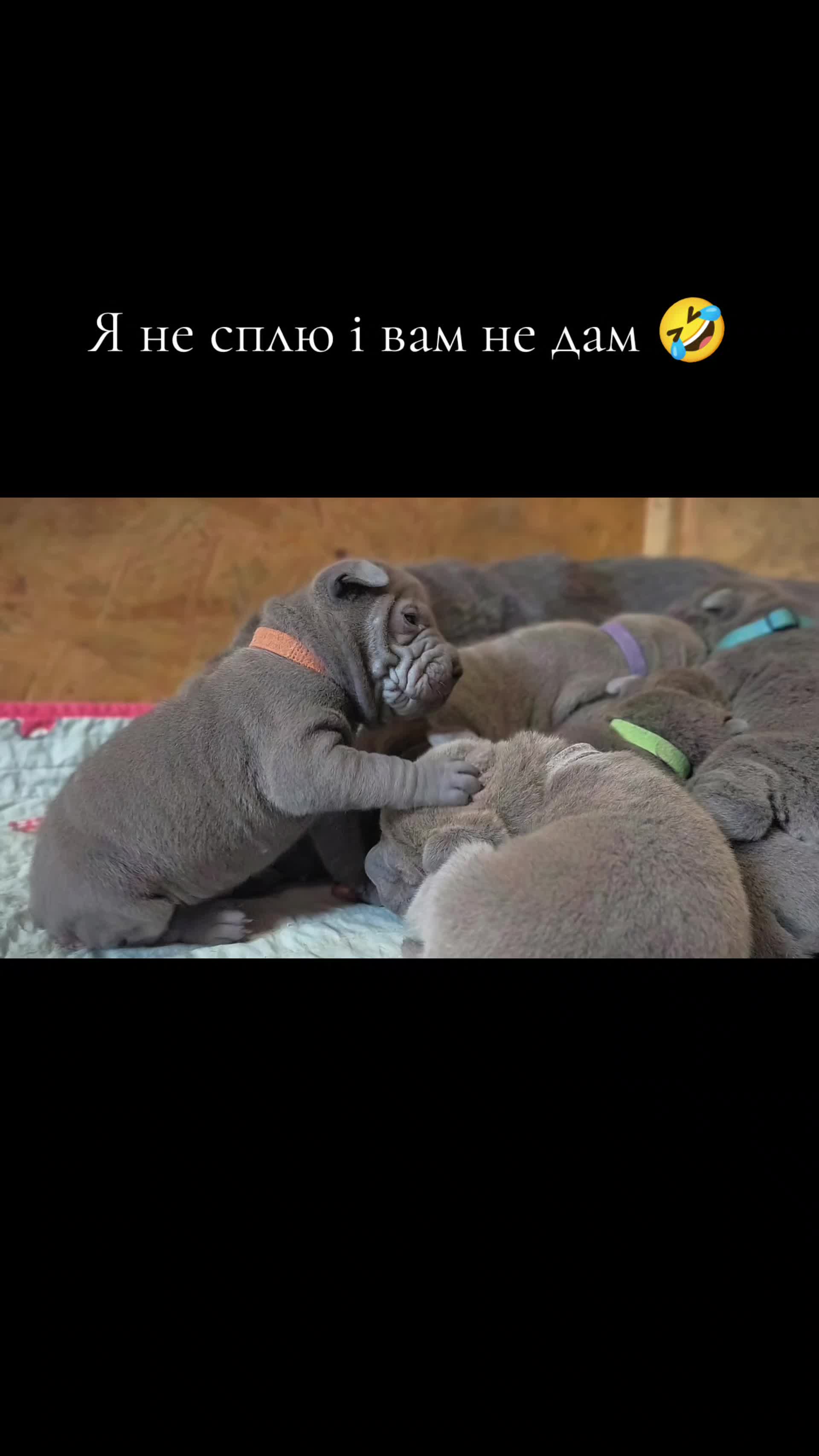 @rostikmozhak
