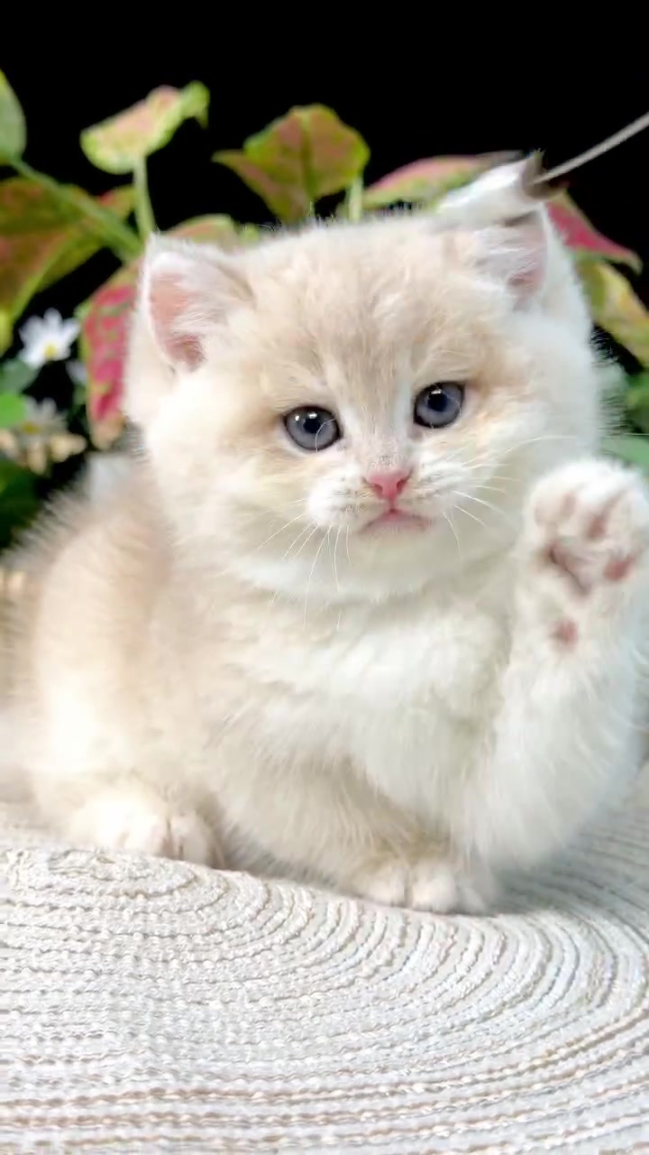 @fuyncats