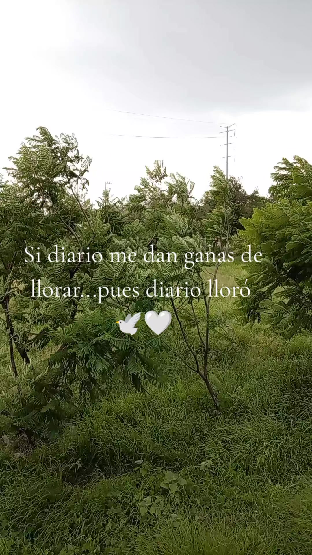 @Lu Jara