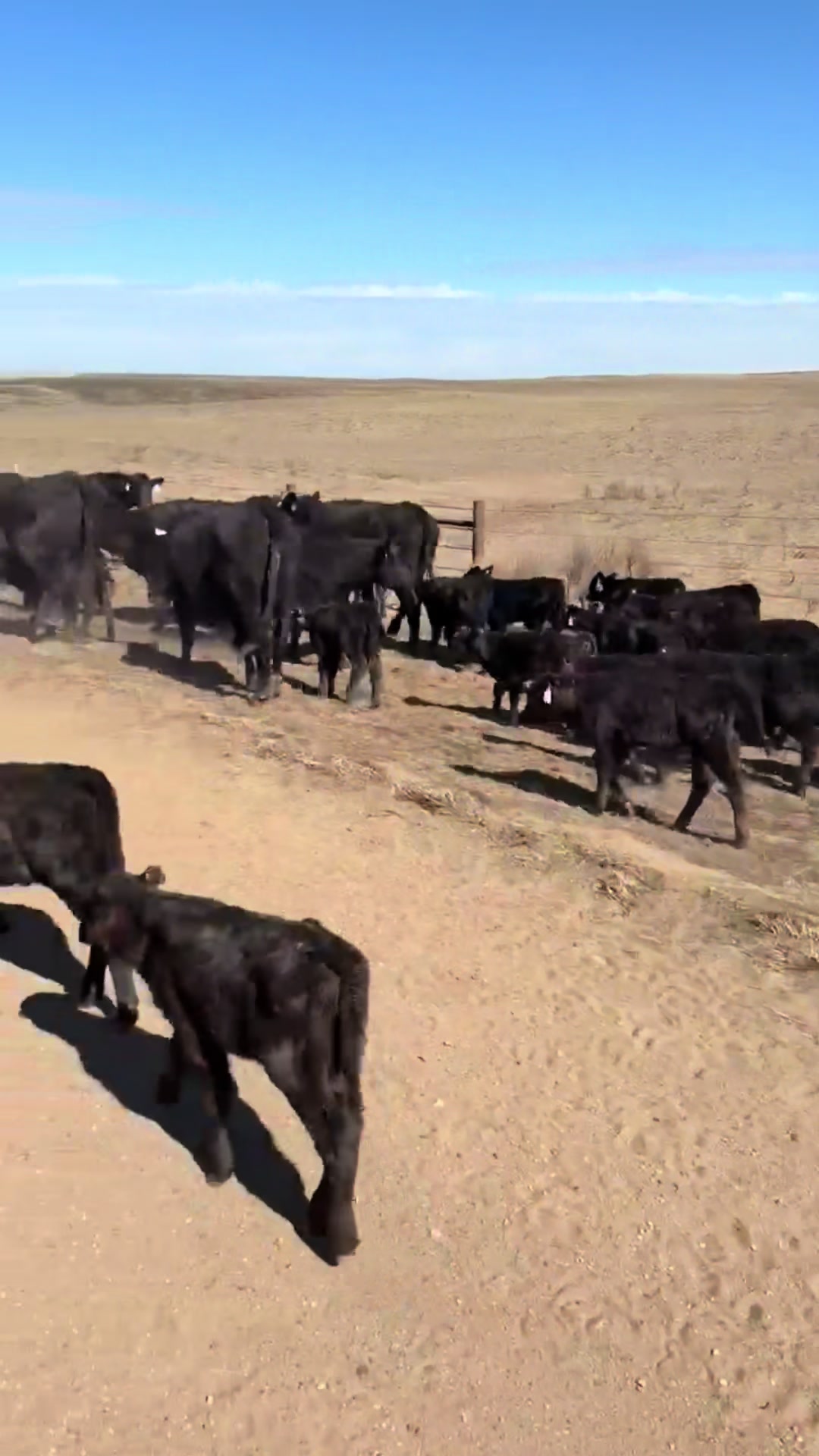 @McKinneyLandCattle