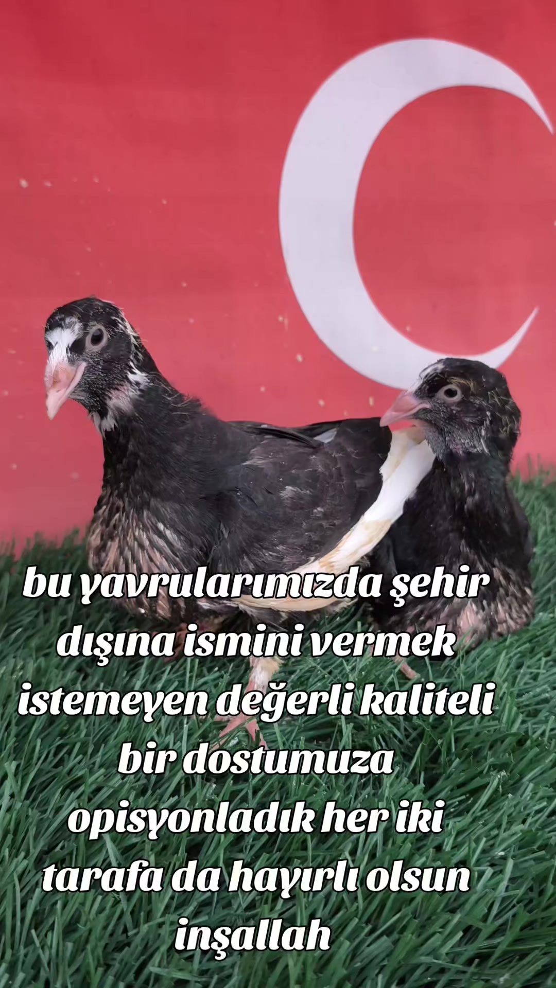 @0163Adanabatarkusu_federasyonu