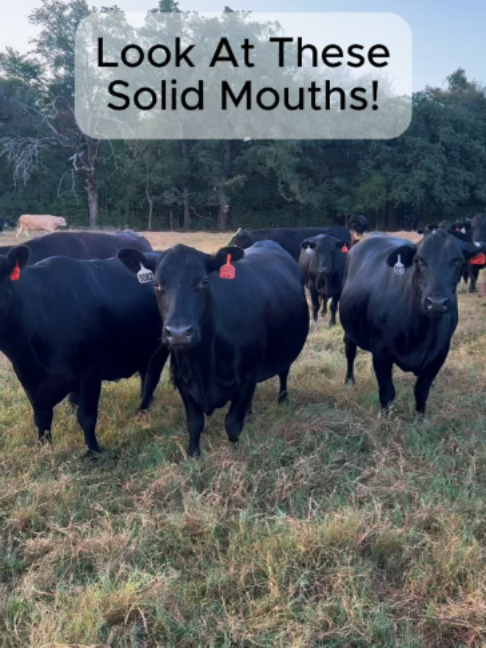 @Rutherford Land and Cattle