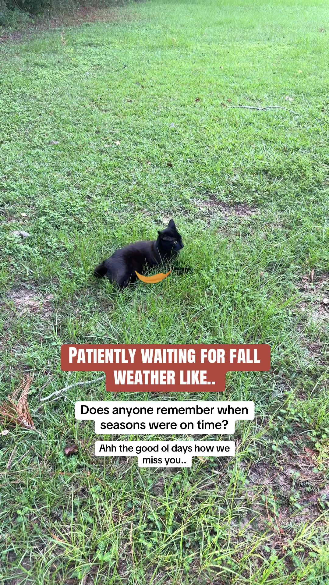 @Shiva The Forest Cat