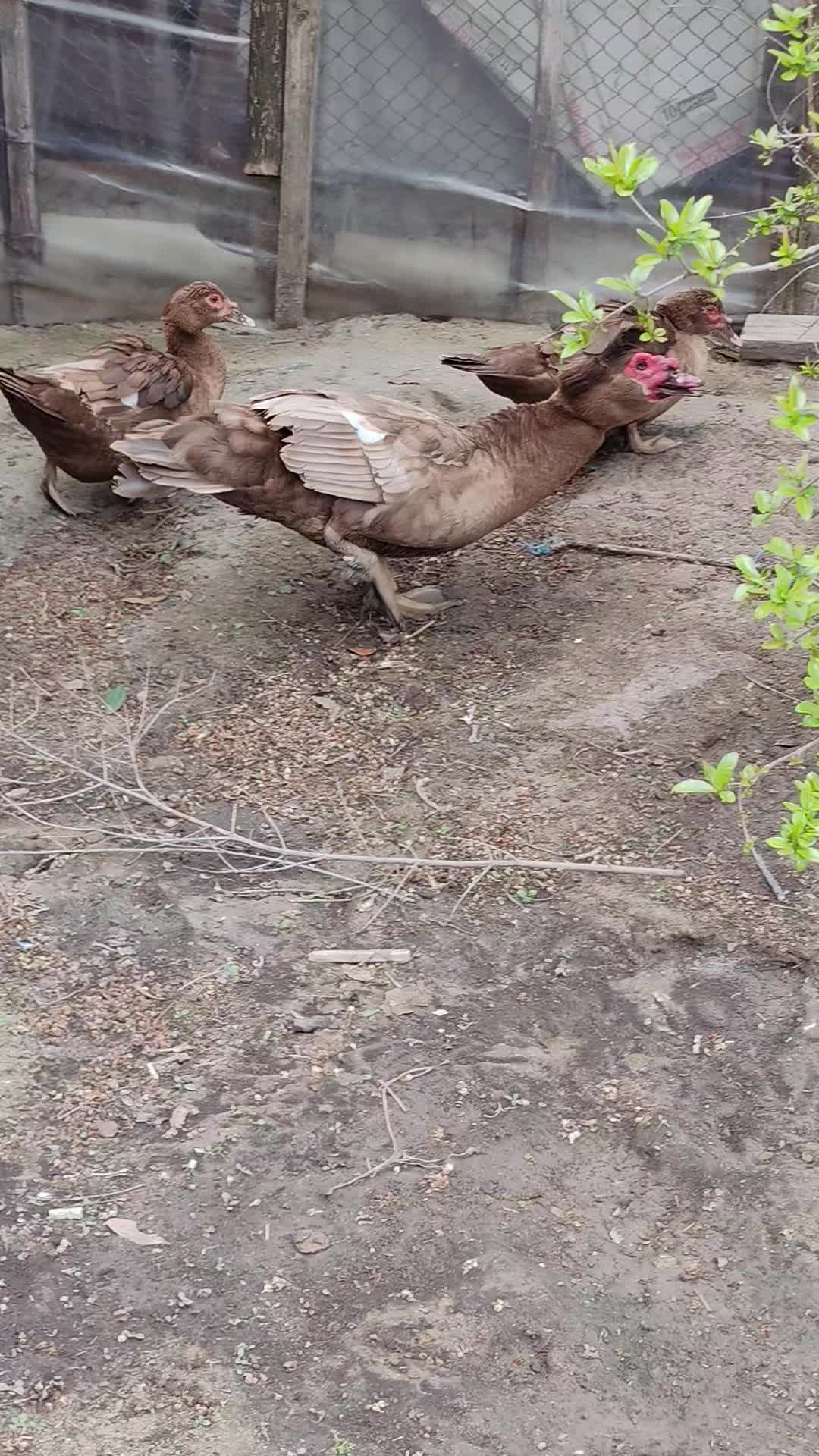 @MAŞTAĞA_QUŞCULUĞ