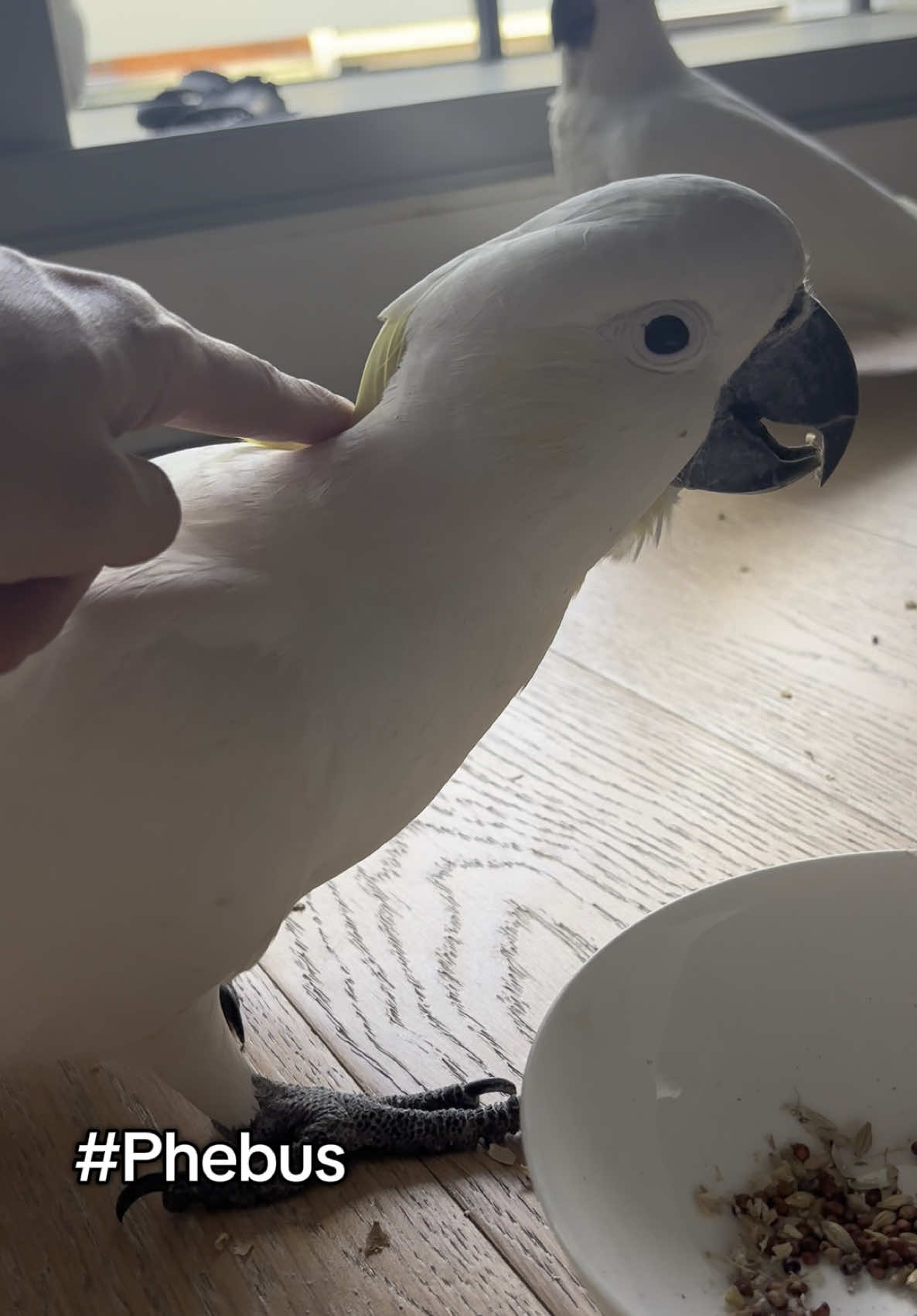 @aussie.cockatoo