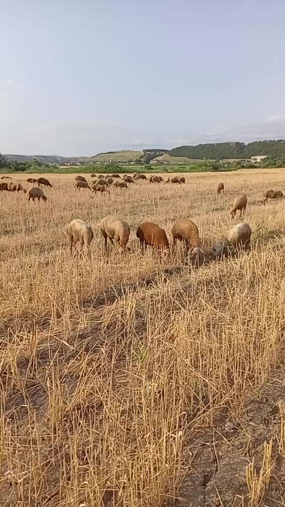 @Daqlı 547