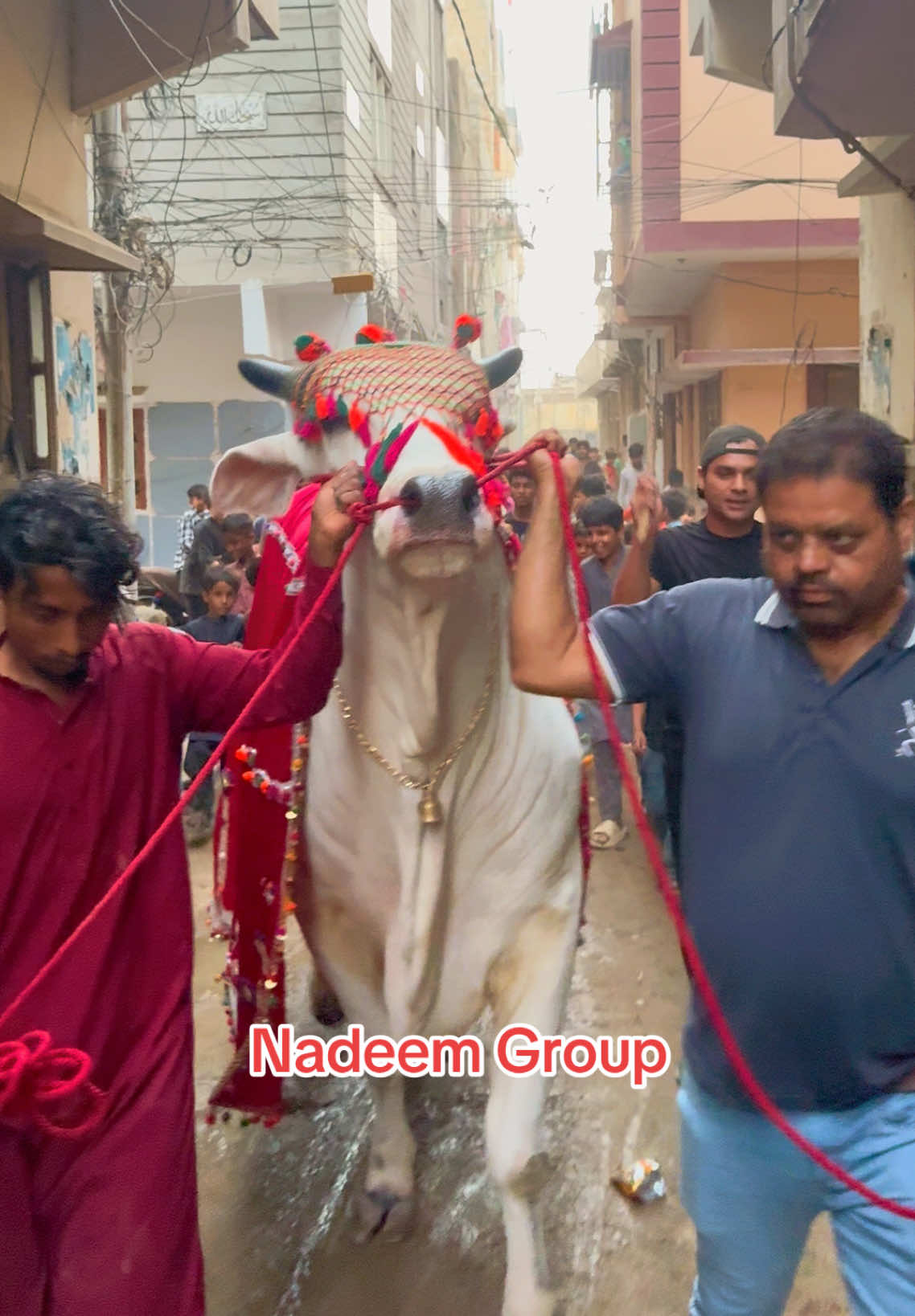 @Karachi Bull lovers