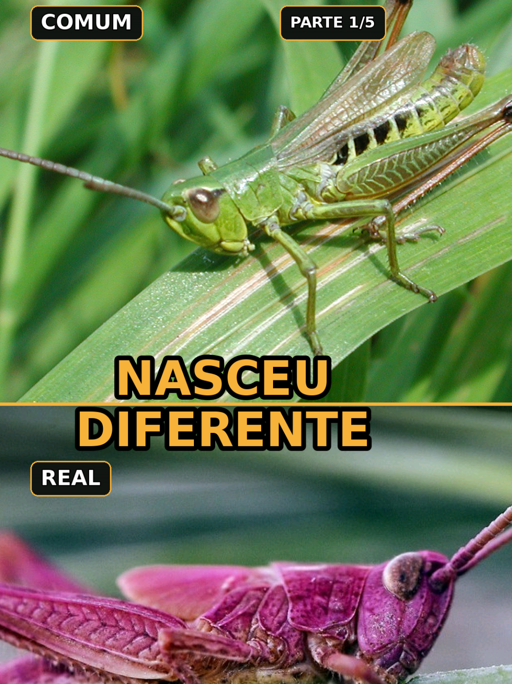 @Curiosidades sobre Biologia