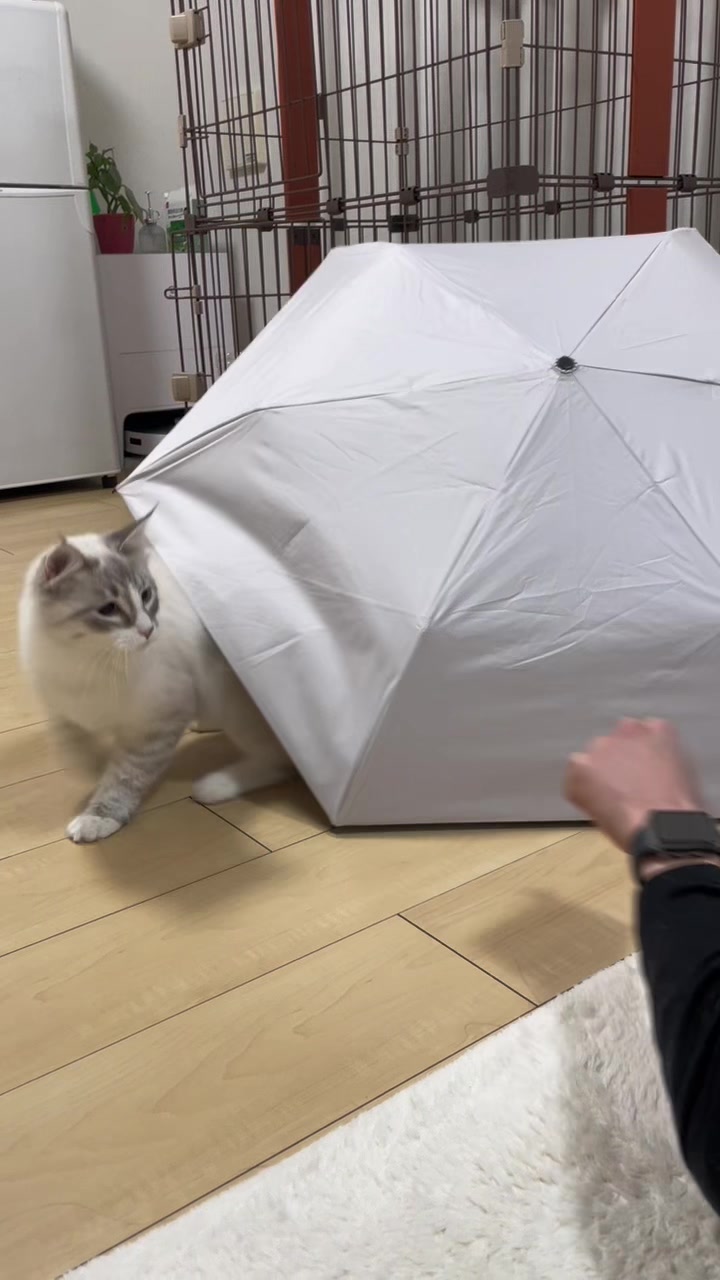 @サイベリアンのおふぃおさま