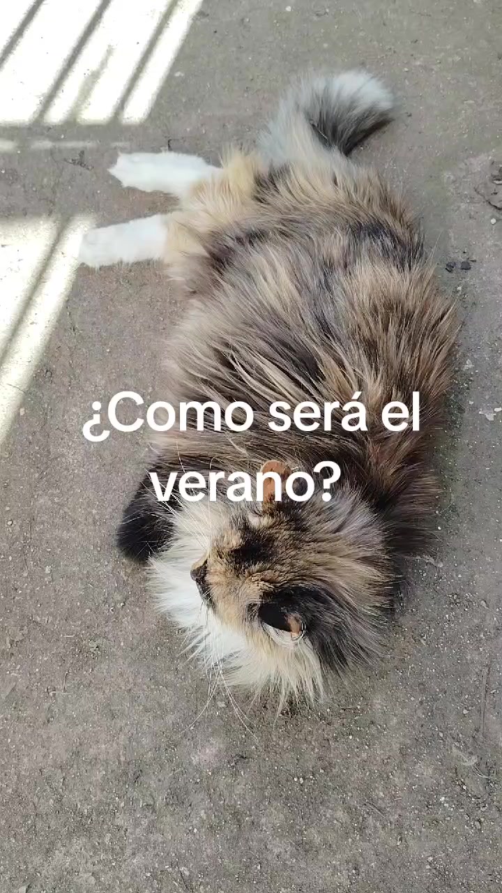 @patriciareyes2741