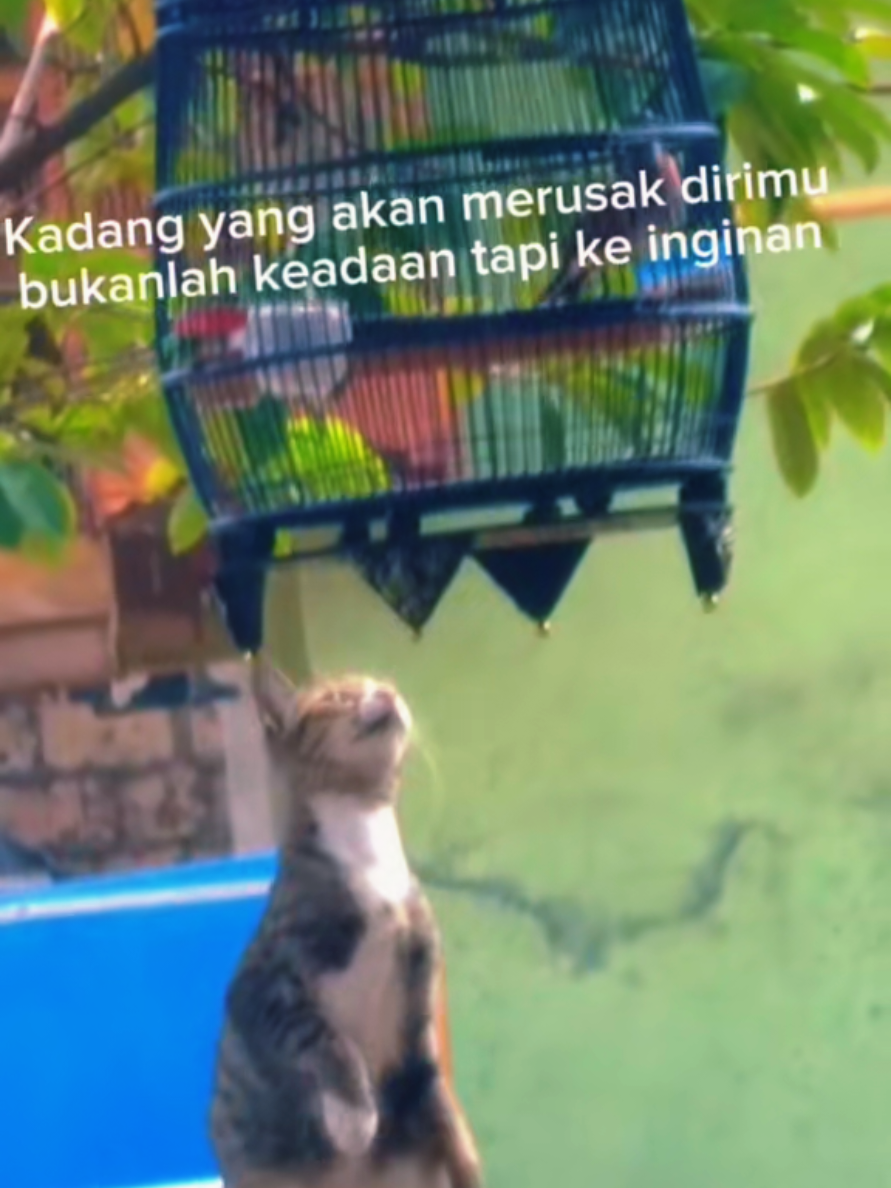 @totalbukpar