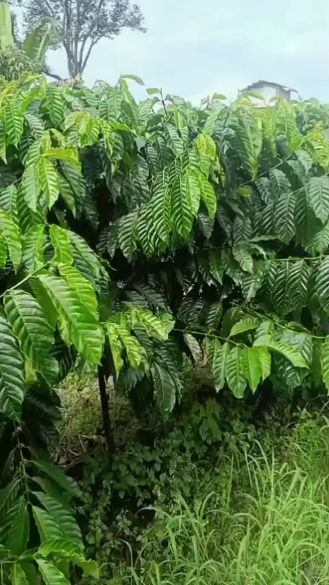 @petani