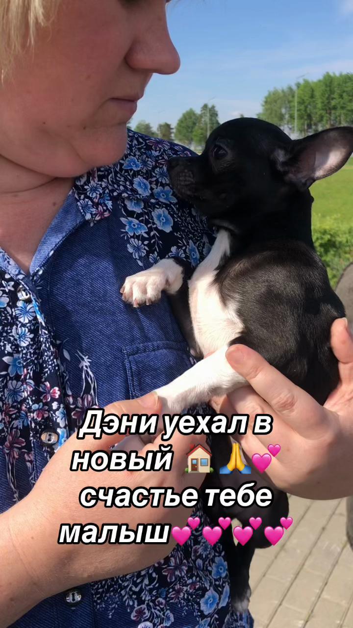 @dinastar_susan
