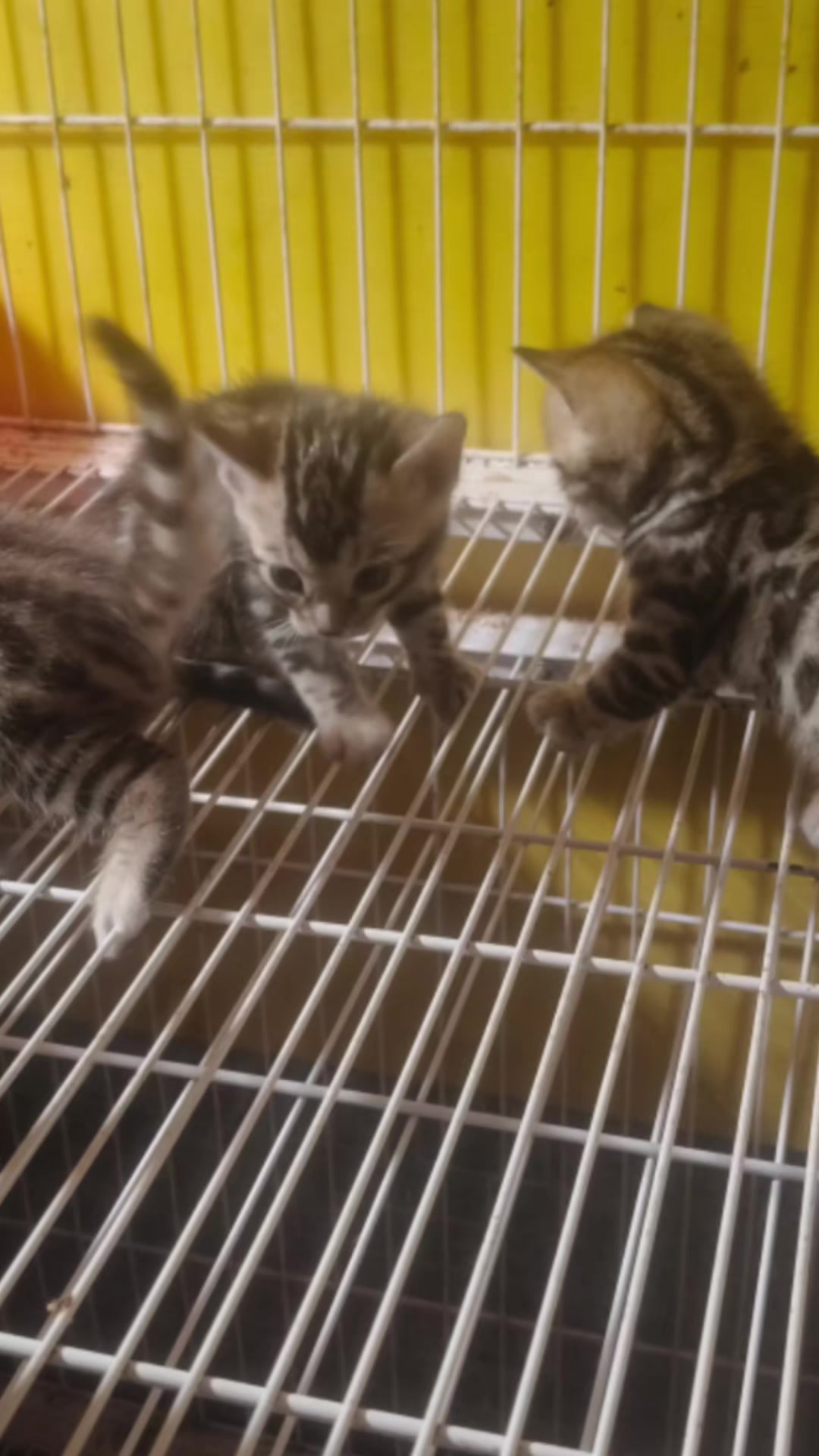 @豹貓老爹