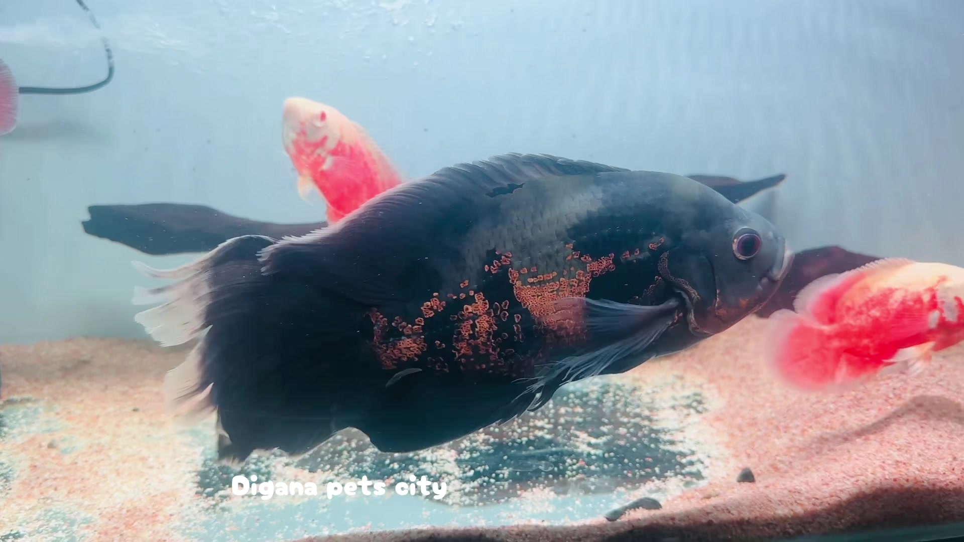 @Digana pets city
