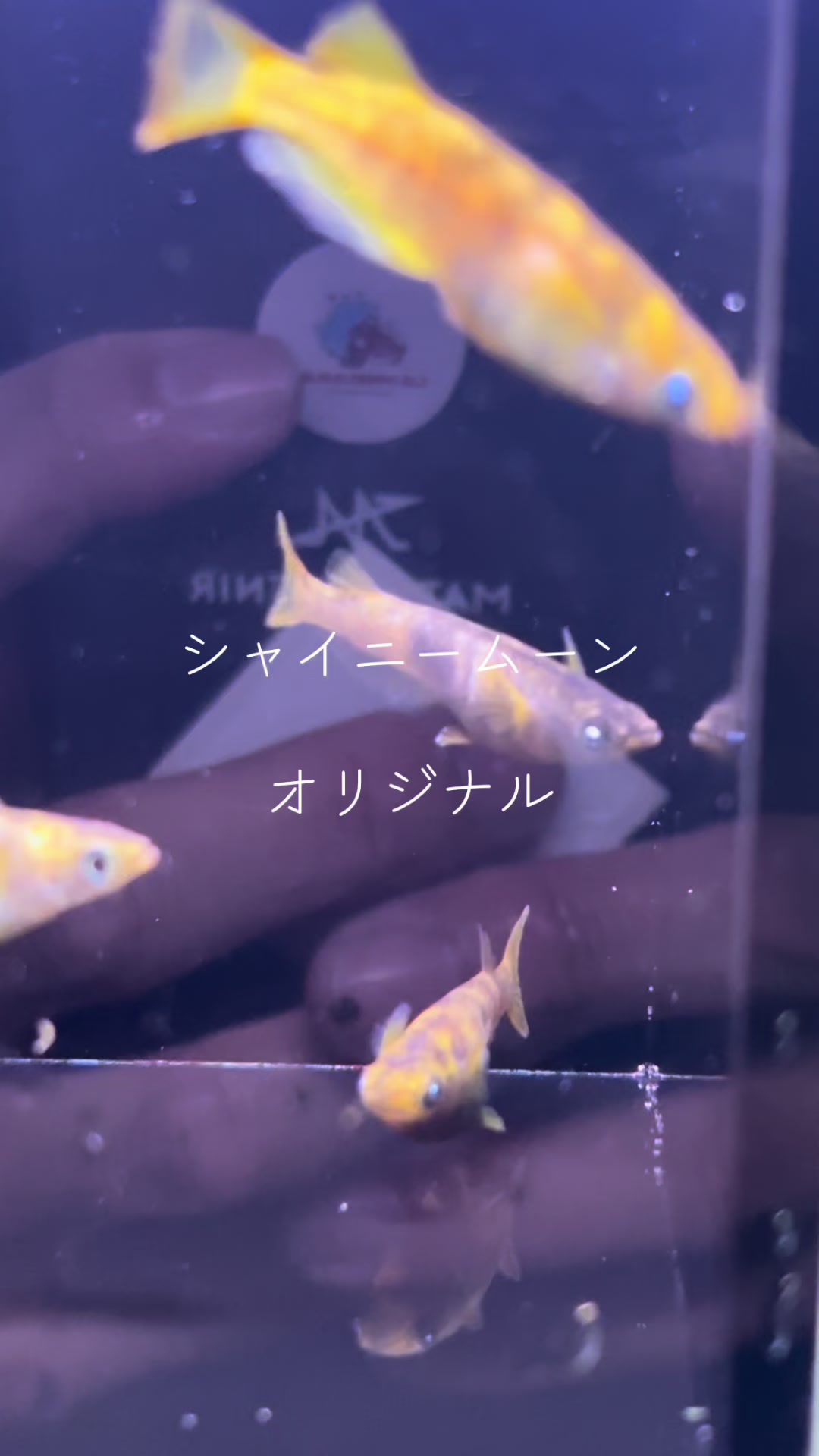 @LSメダカ