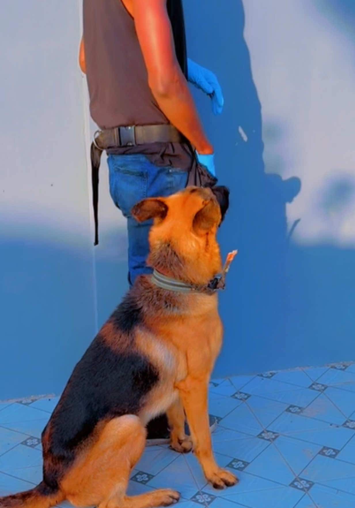 @Dog Master