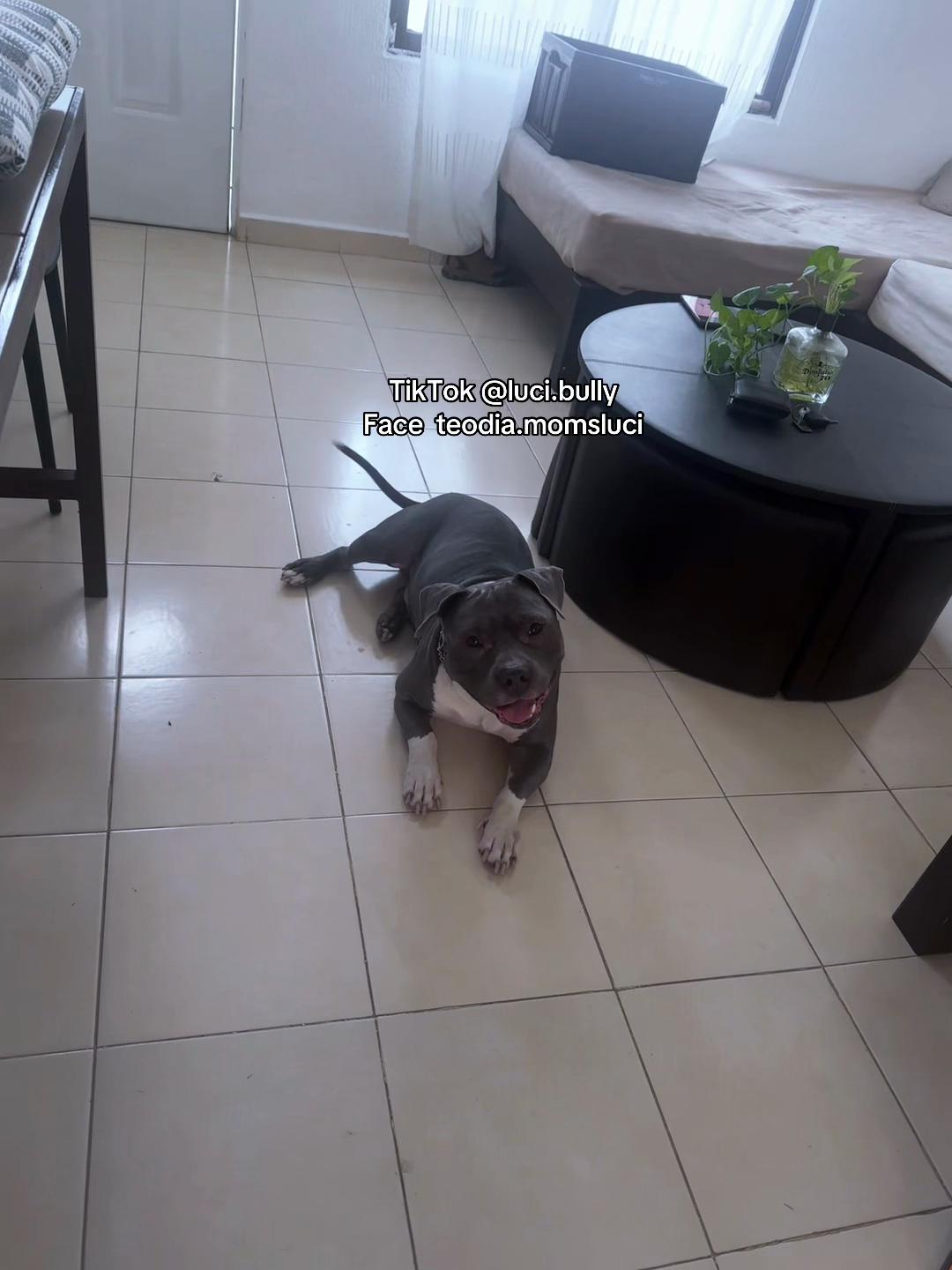 @luci.bully