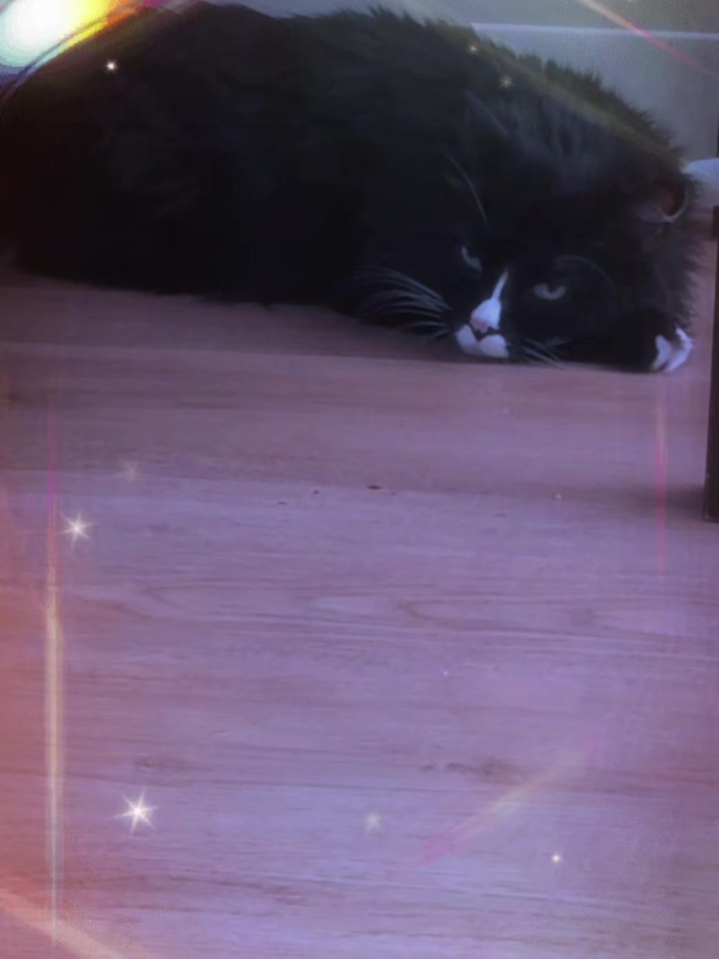 @AtticaTheTuxedoCat