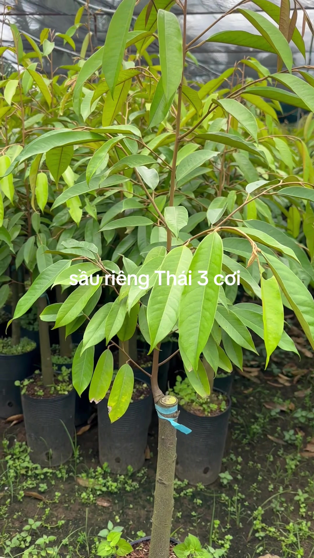 @Hùng Chương STCG Welofarm