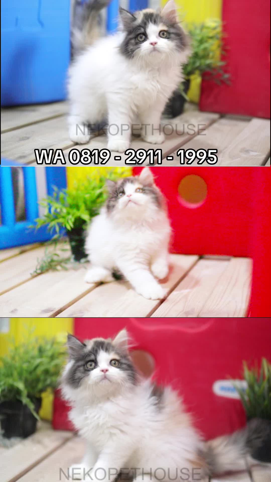 @Nekopethouse - Adopsi Kucing