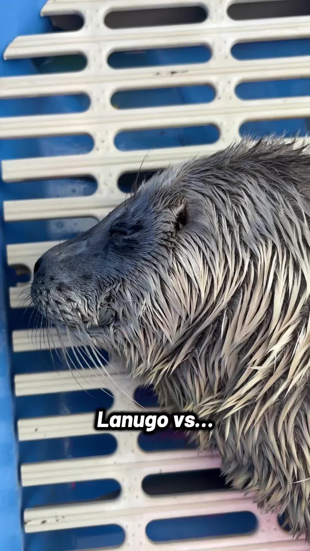 @Marine Mammal Rescue Society