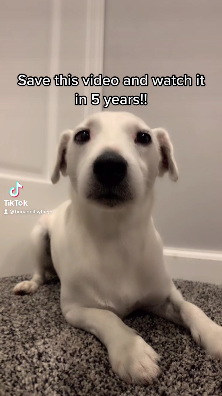 @A dog and his owner