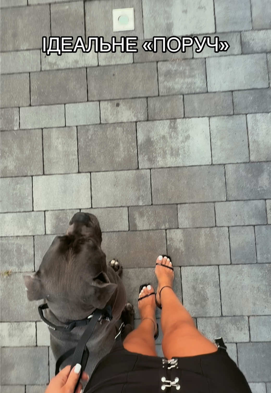 @Tanya | Luna Corso 🐾