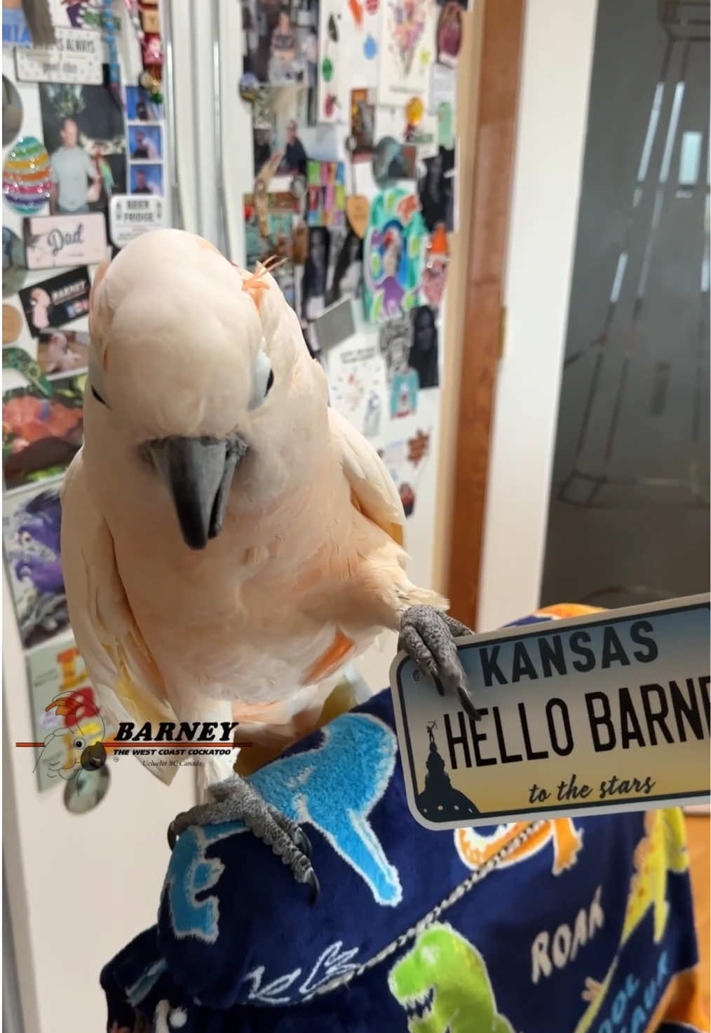 @Barney the West Coast Cockatoo