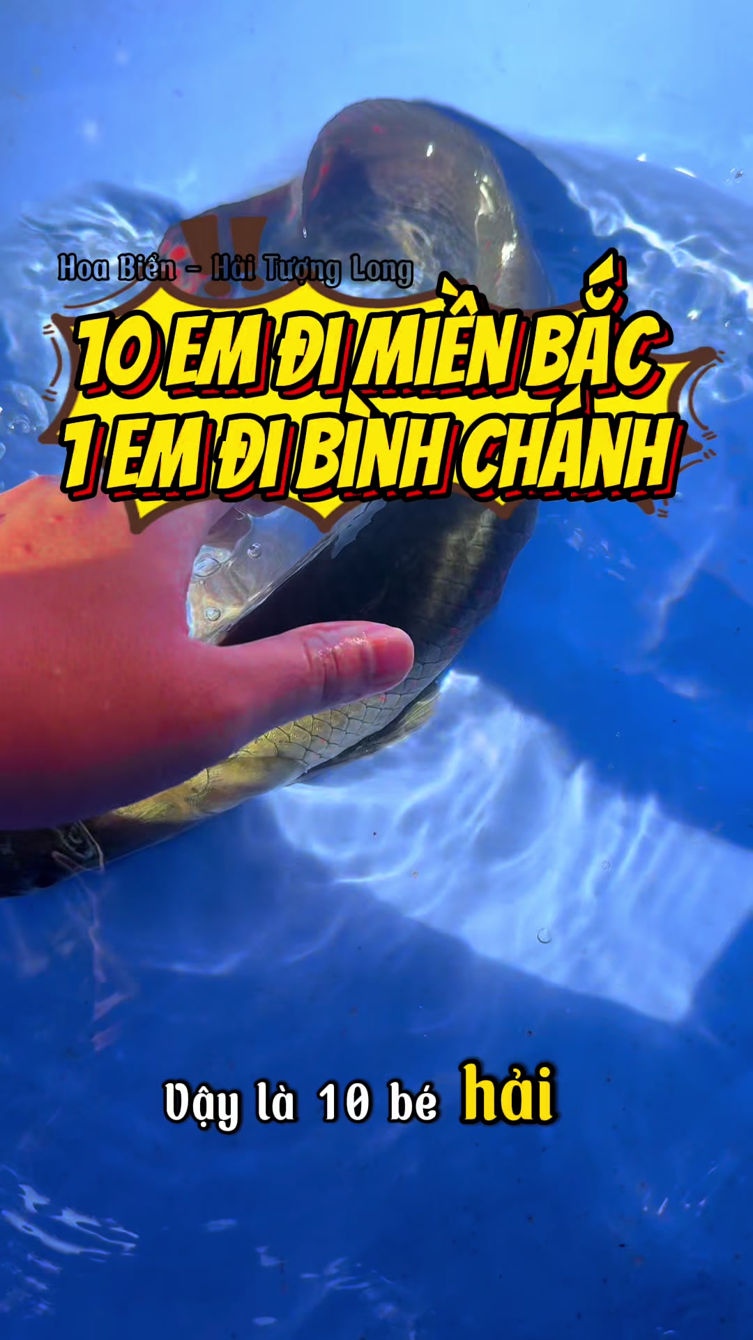 @Hoa Biển - Hải Tượng Long