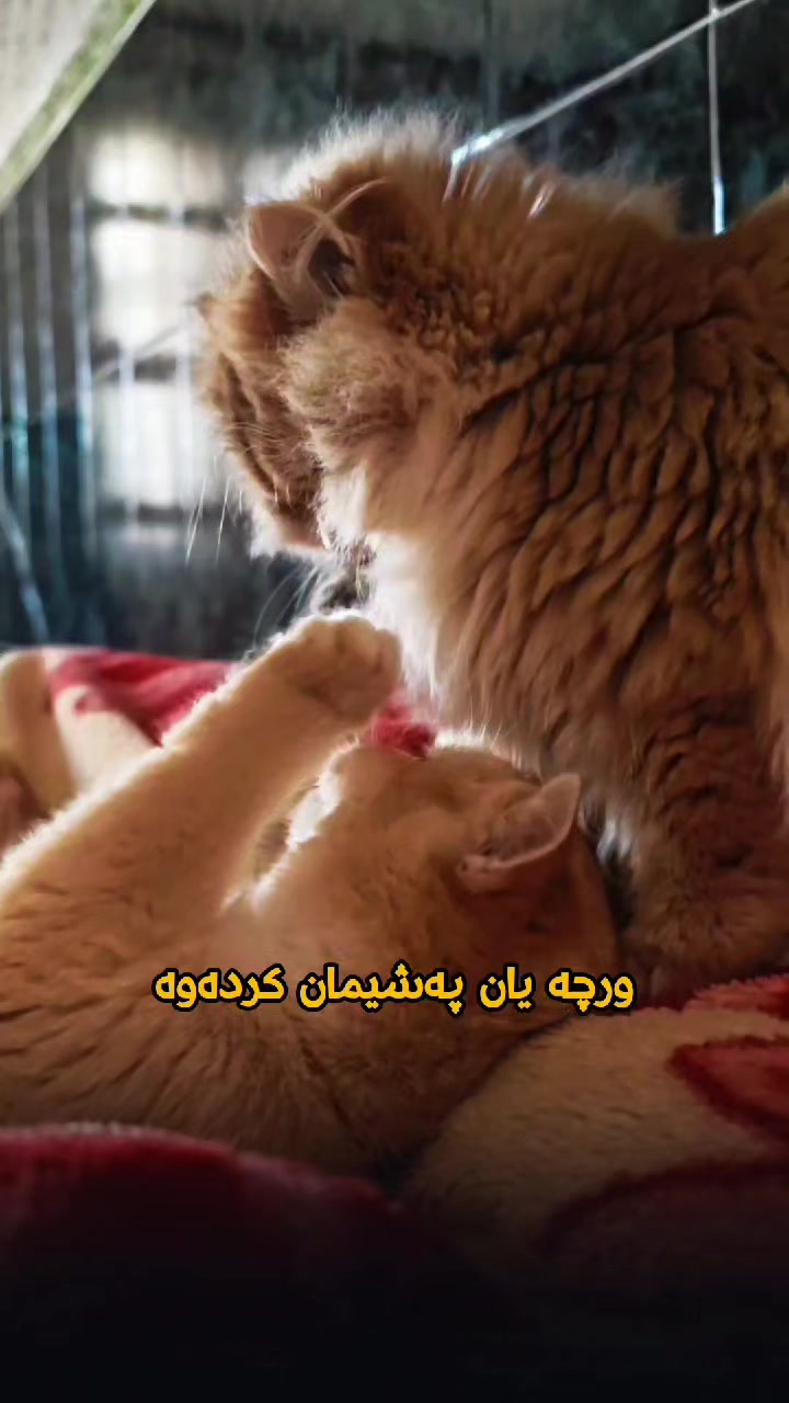 @سێ پشیلەکە🐾