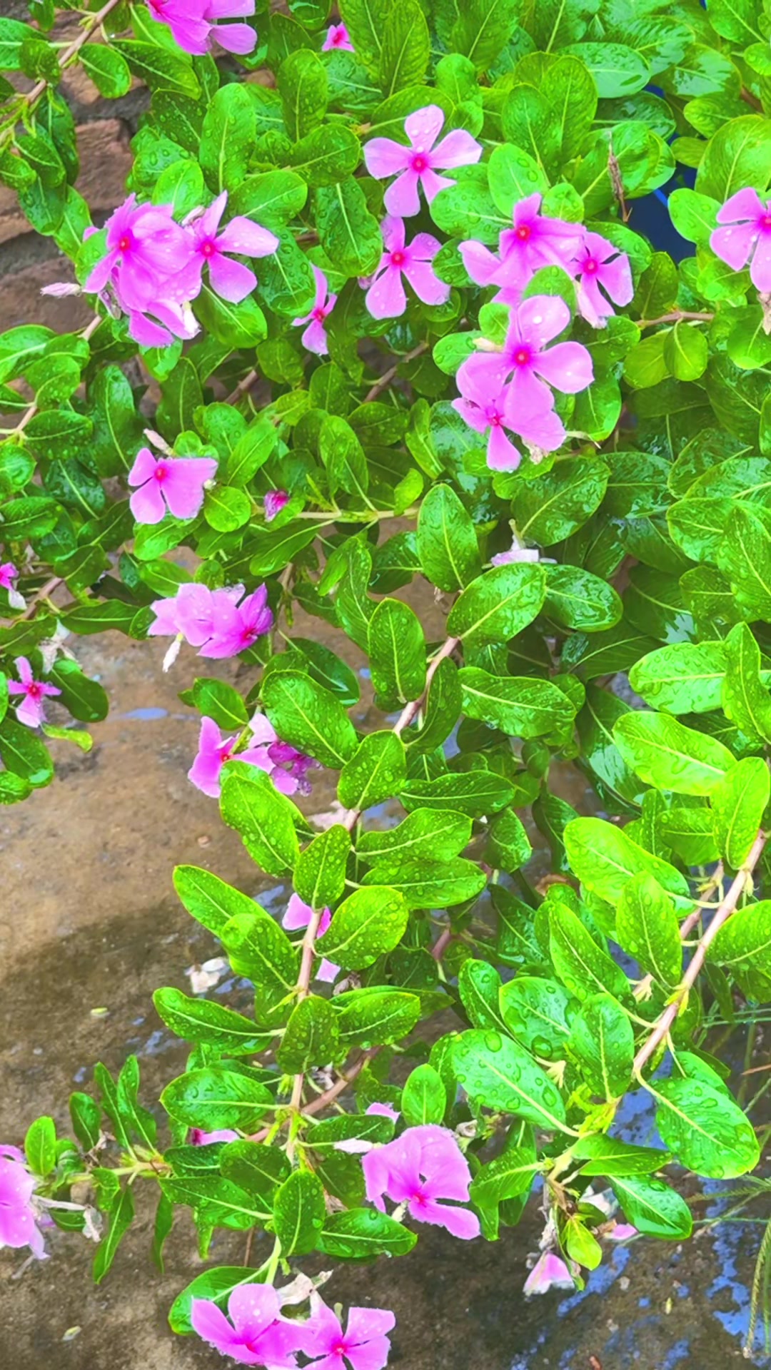 @NimoN498