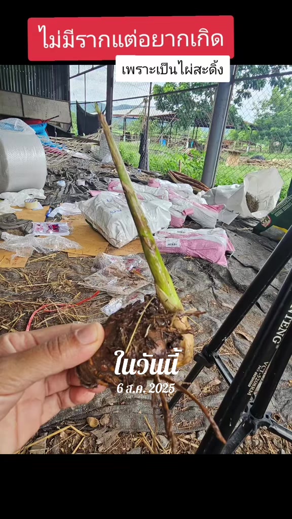 @นัดดาชอป