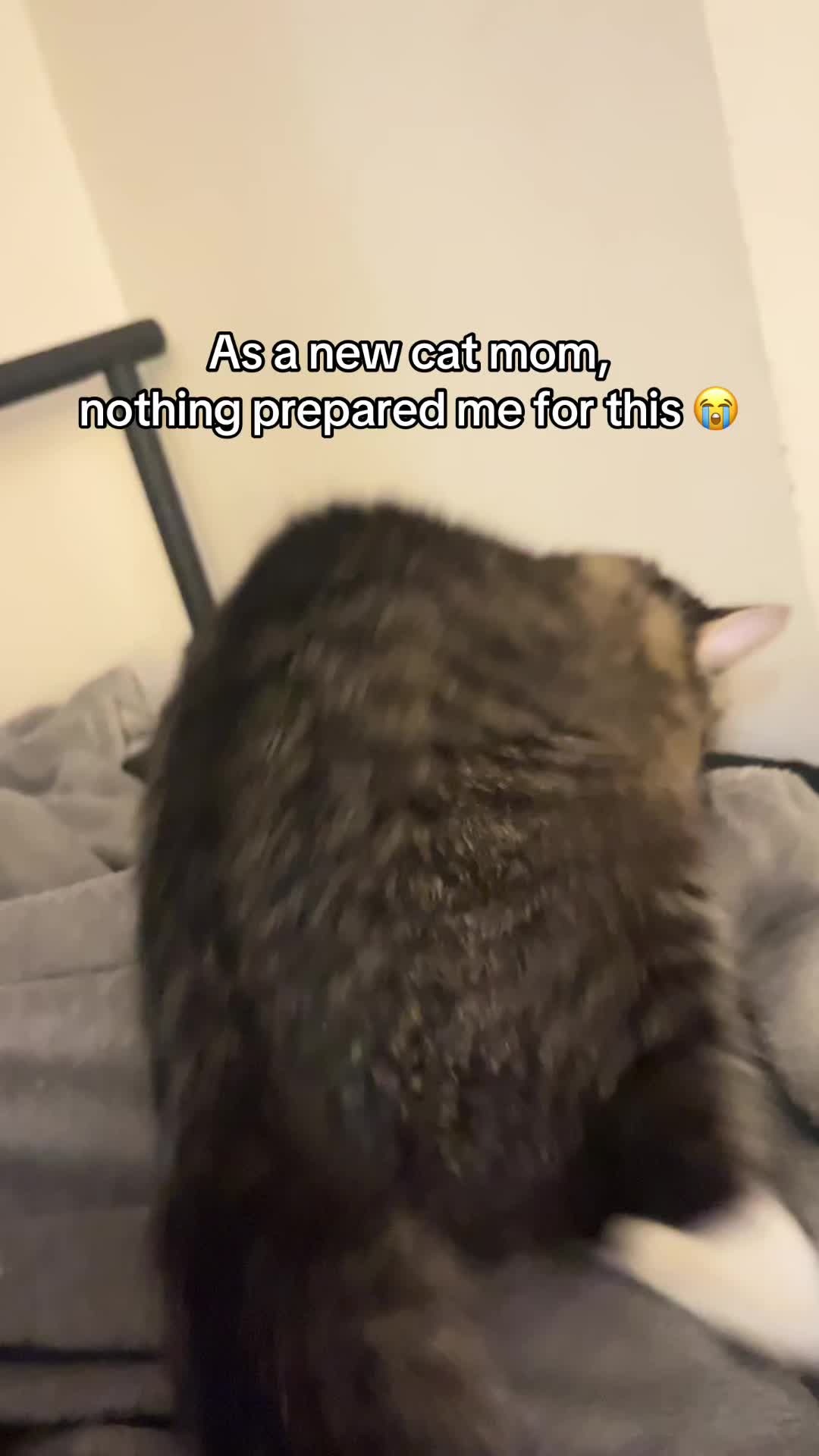 @Mozzie The Cat
