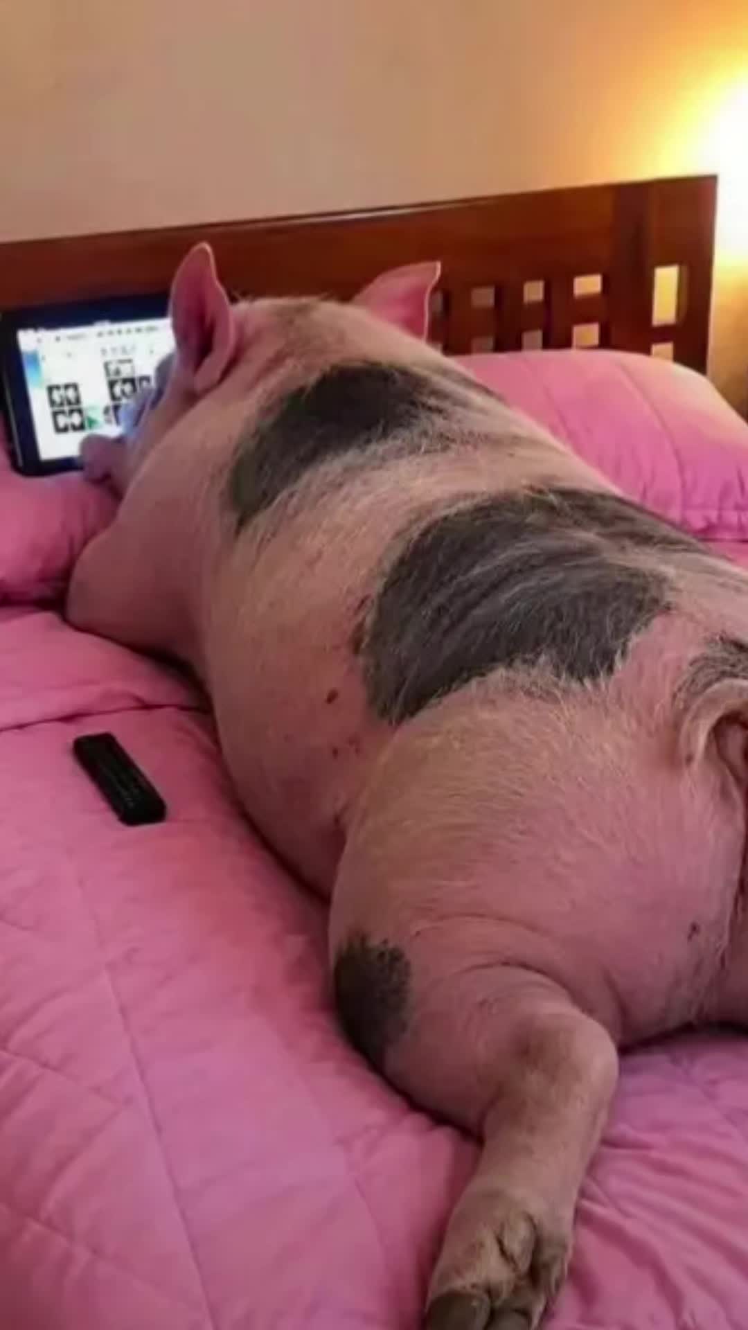 @𝐶𝐻𝐼𝑀𝐴𝐷𝑂𝑅