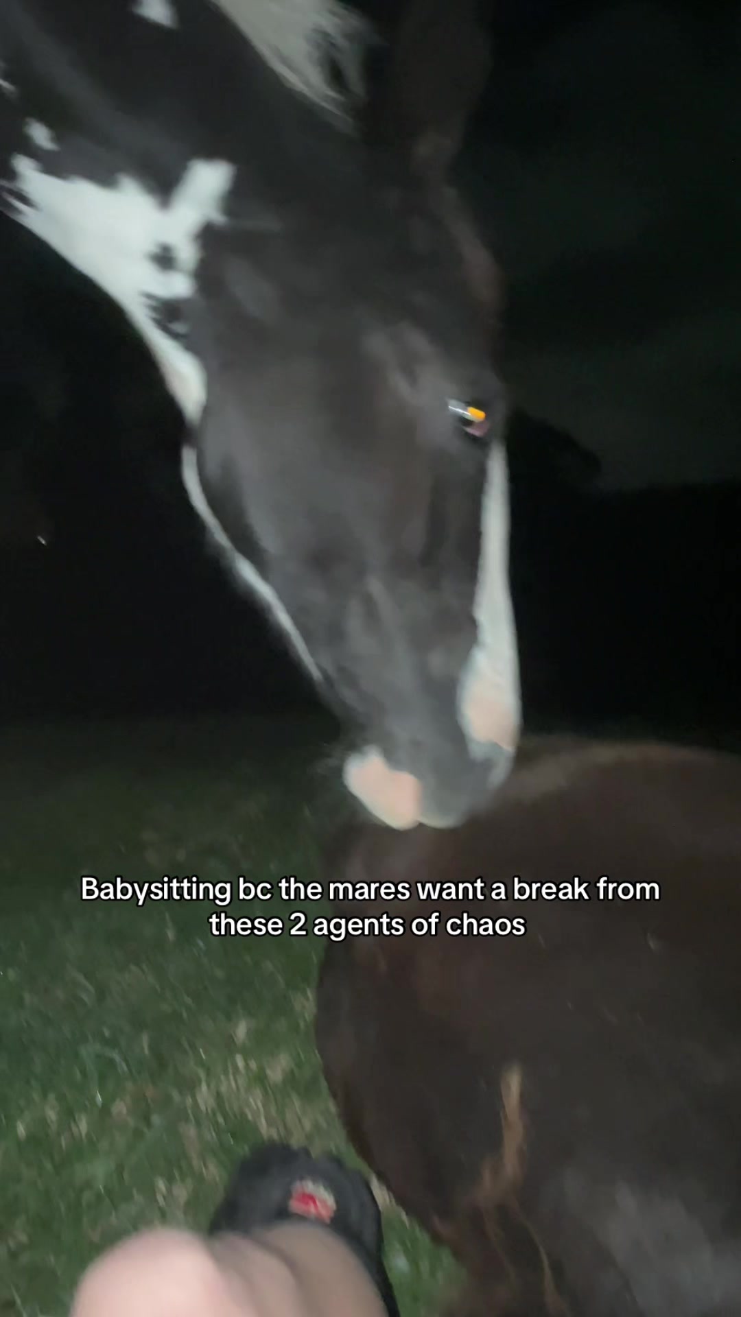 @🎠Dells Horses🎠