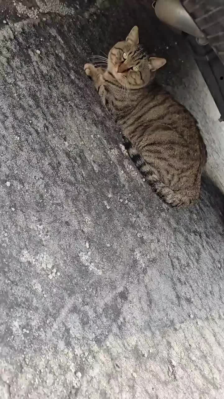 @고양이 형아