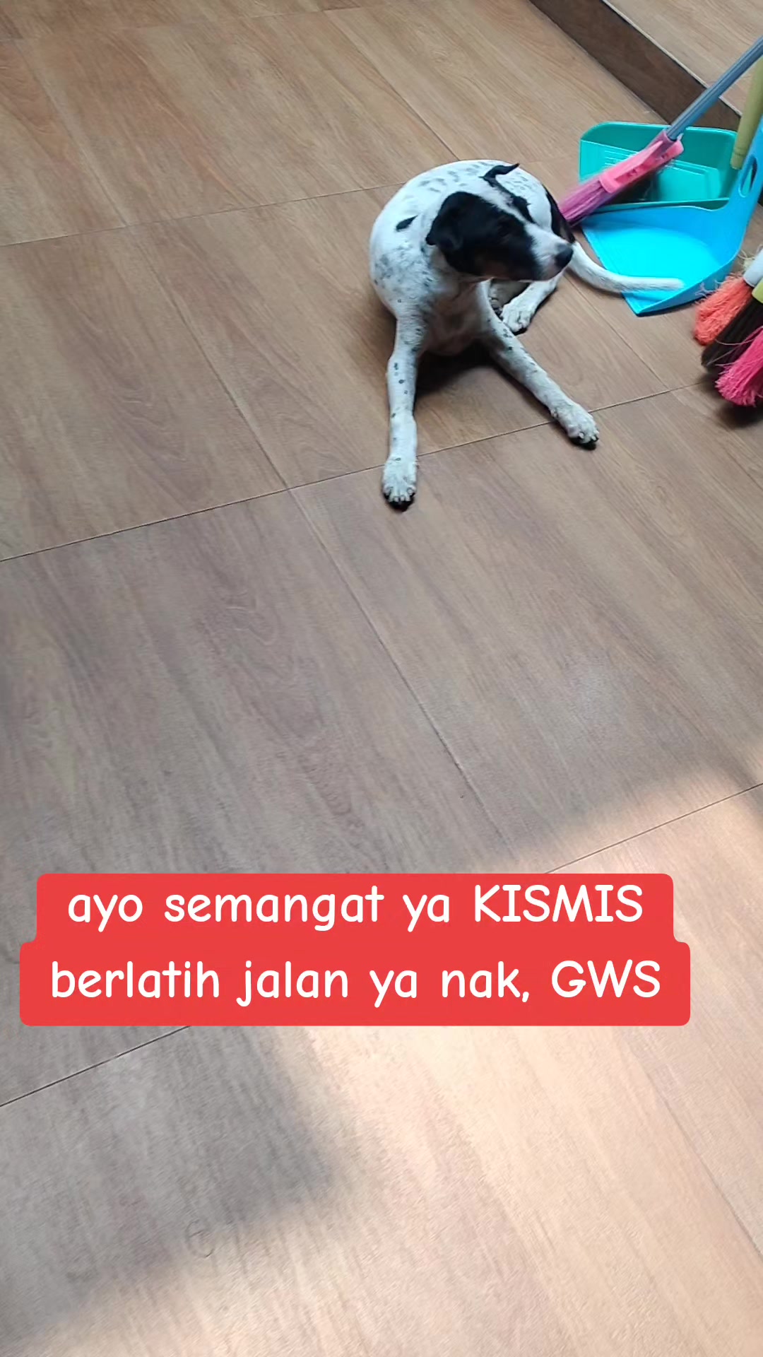 @JAMBI DOG LOVER✨