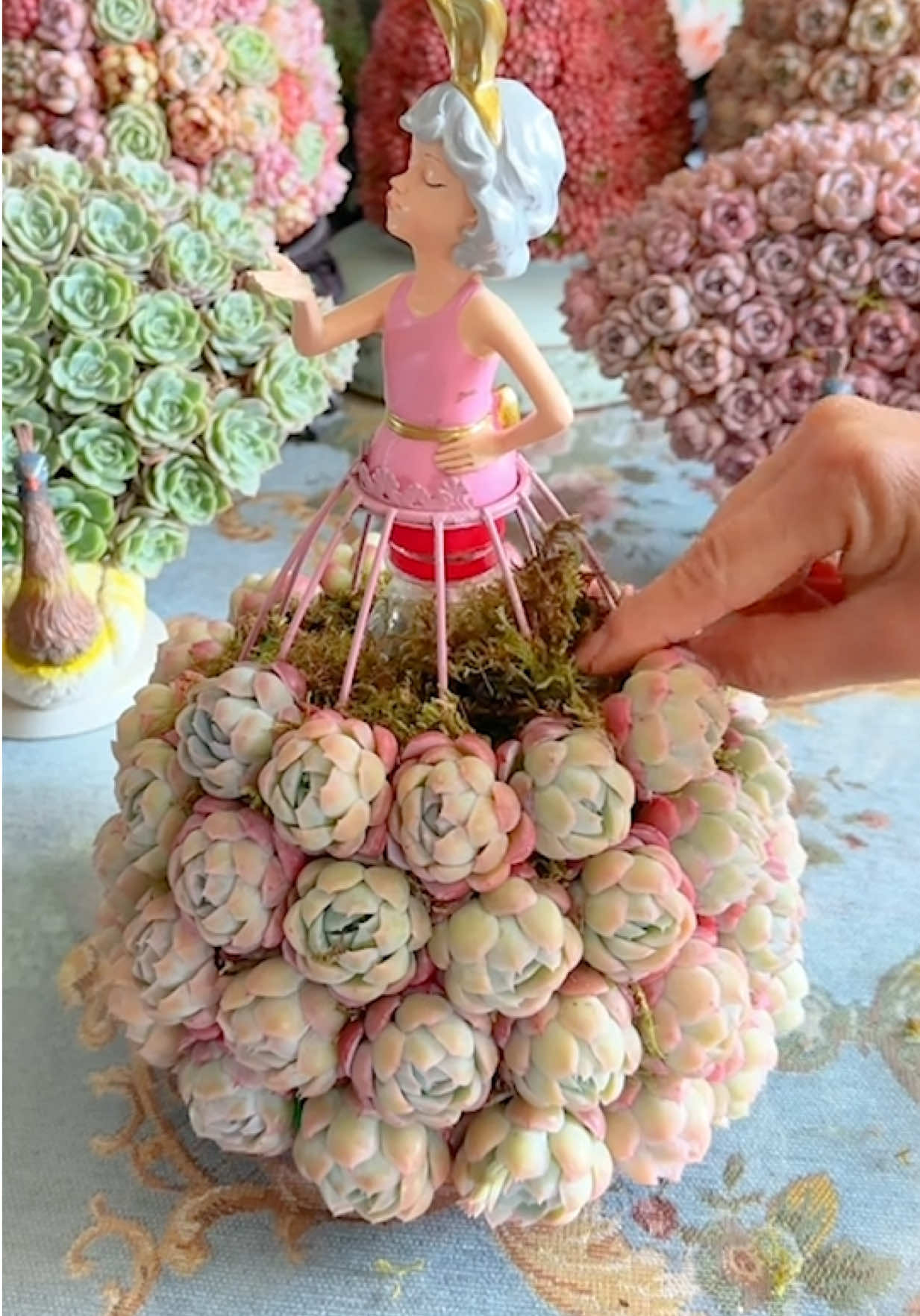 @Succulent Garden