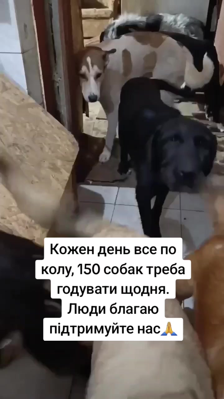 @tvarinkidobra