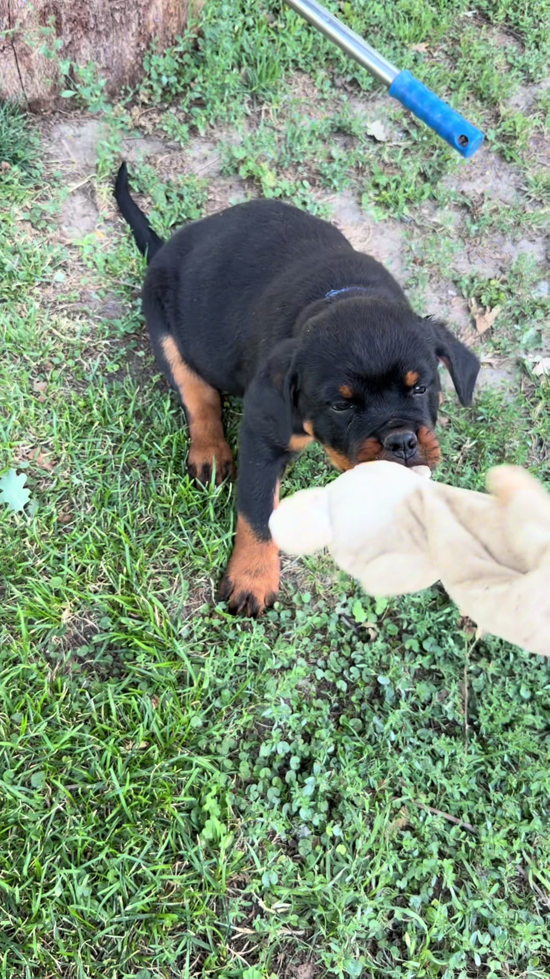 @✨VON DER MU&Ntilde;OZ ROTT&rsquo;S✨