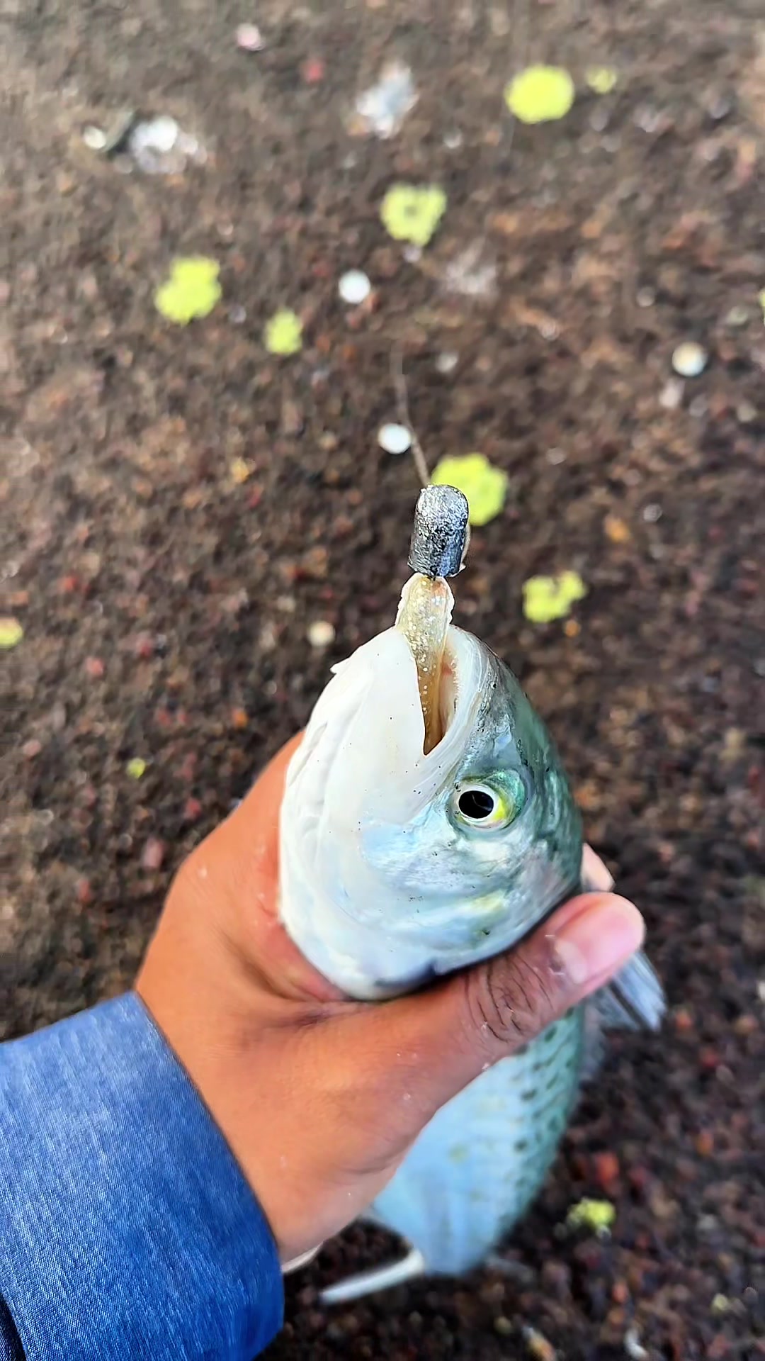 @Taqi Fishing