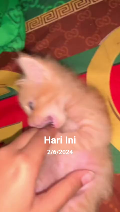 @😺 0chil 😺
