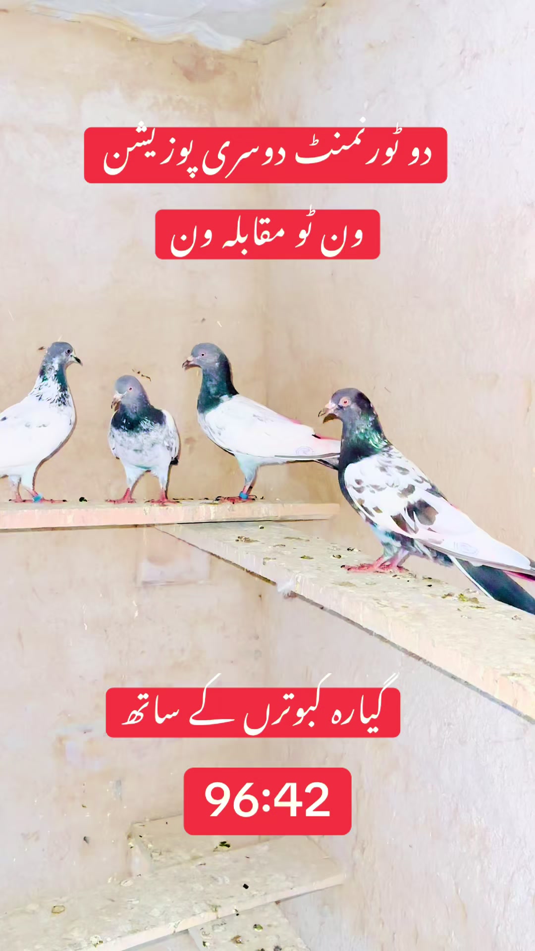 @Asadkazi