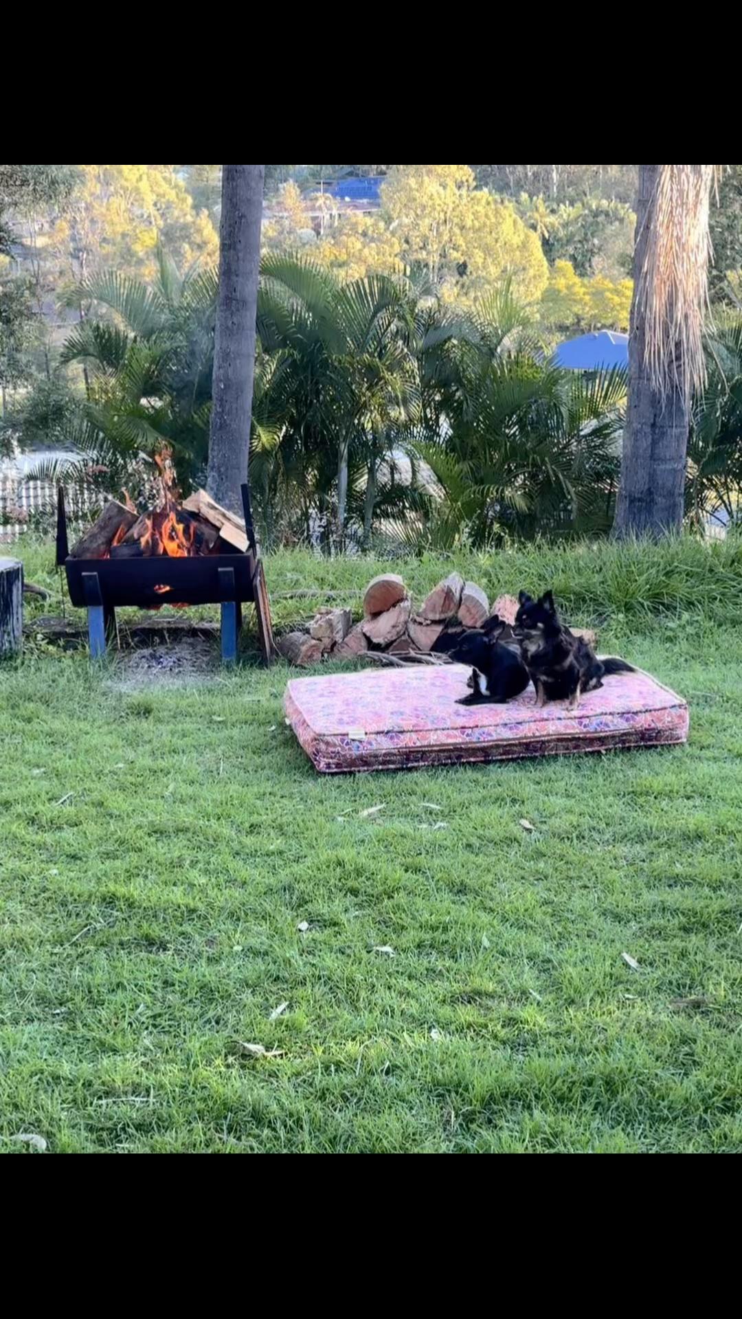 @Chihuahua family of love ๐