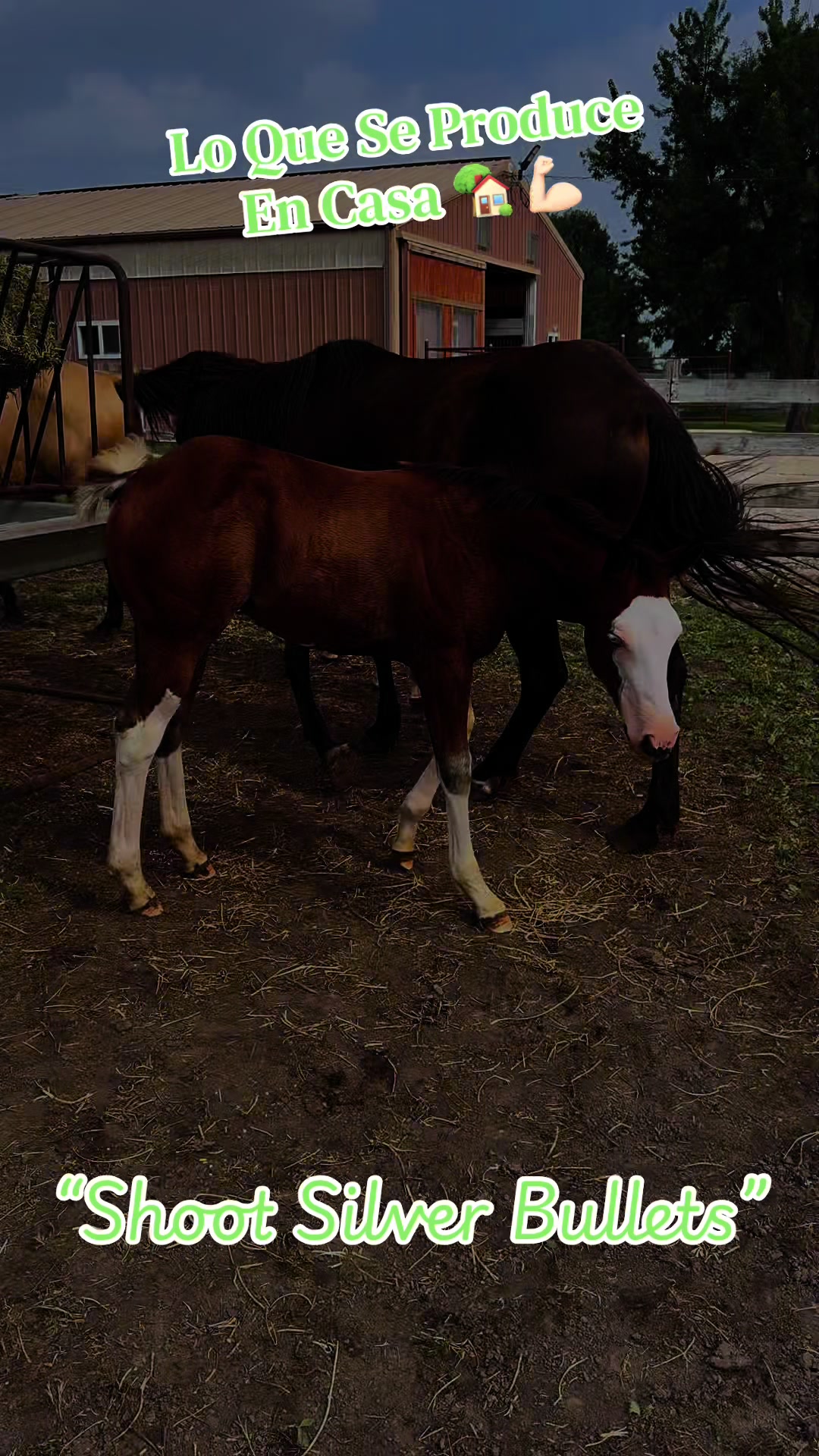 @R.L.P Quarter Horses