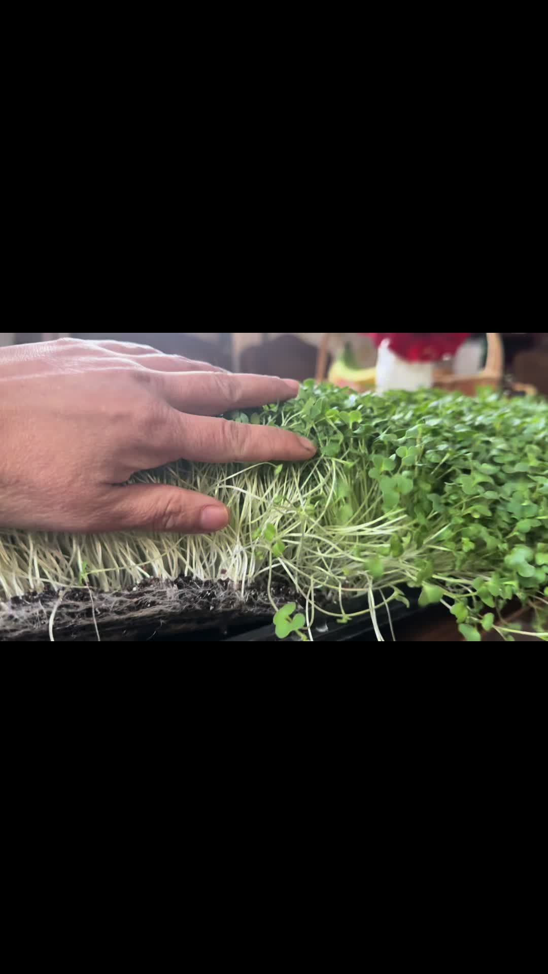 @Ganga Rai