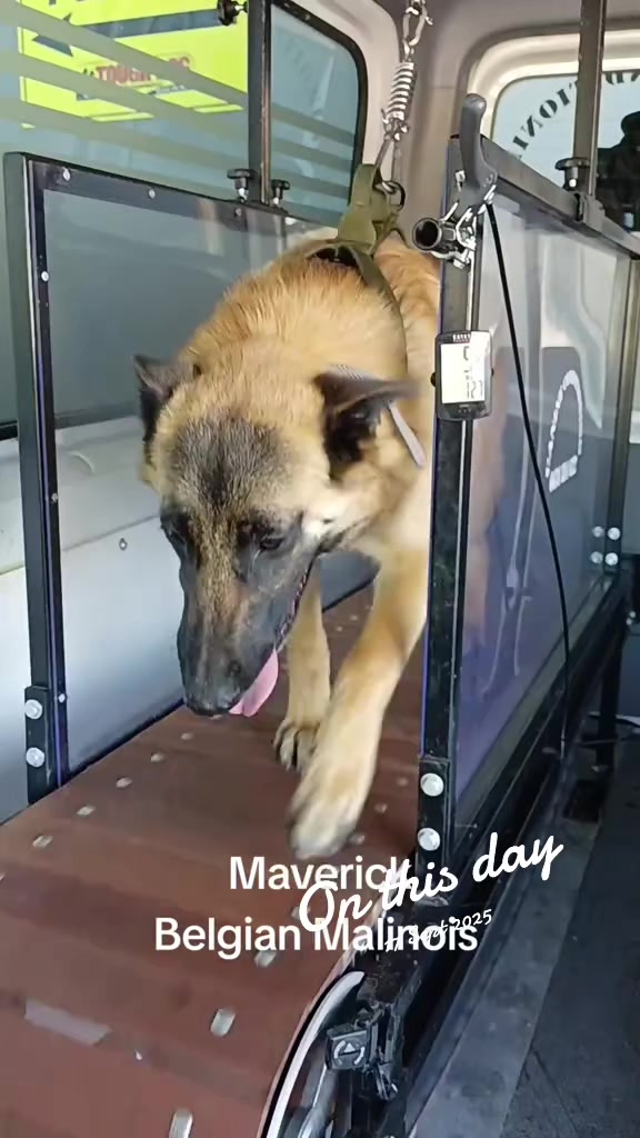 @Canine Conditioning