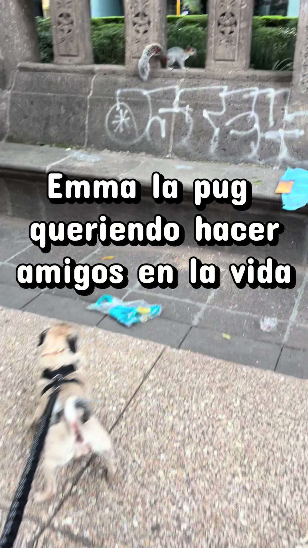 @Emma la Pug