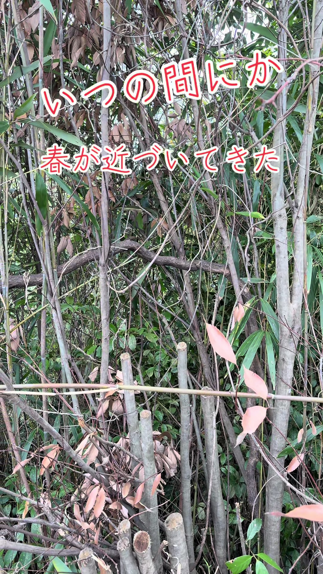 @ジィジ